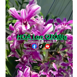 Hoa Lan Giống Shop