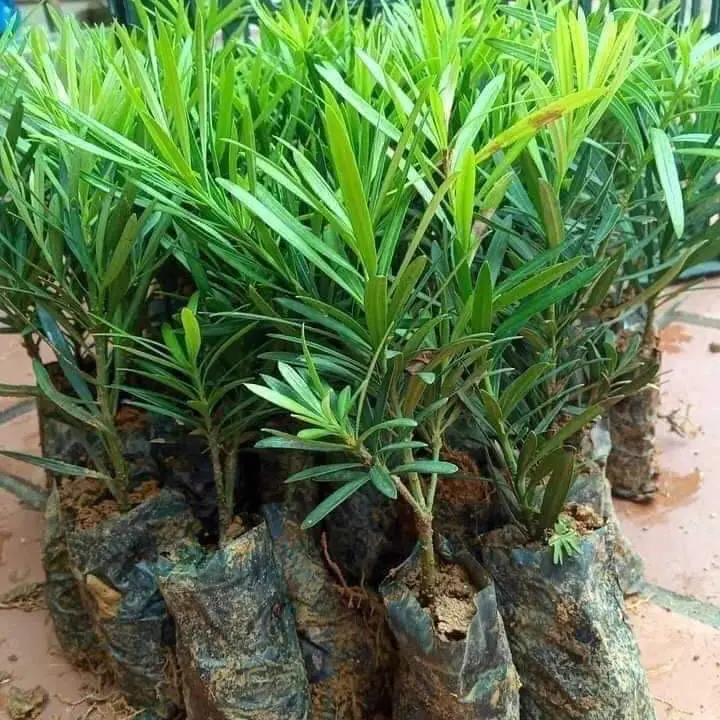 10 cây giống Tùng La Hán (..) 0