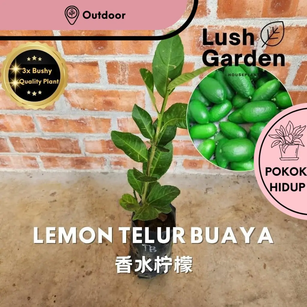 Anak Pokok Lemon Telur Buaya / Limau Telur Buaya Anak Pokok Hidup Buah ...