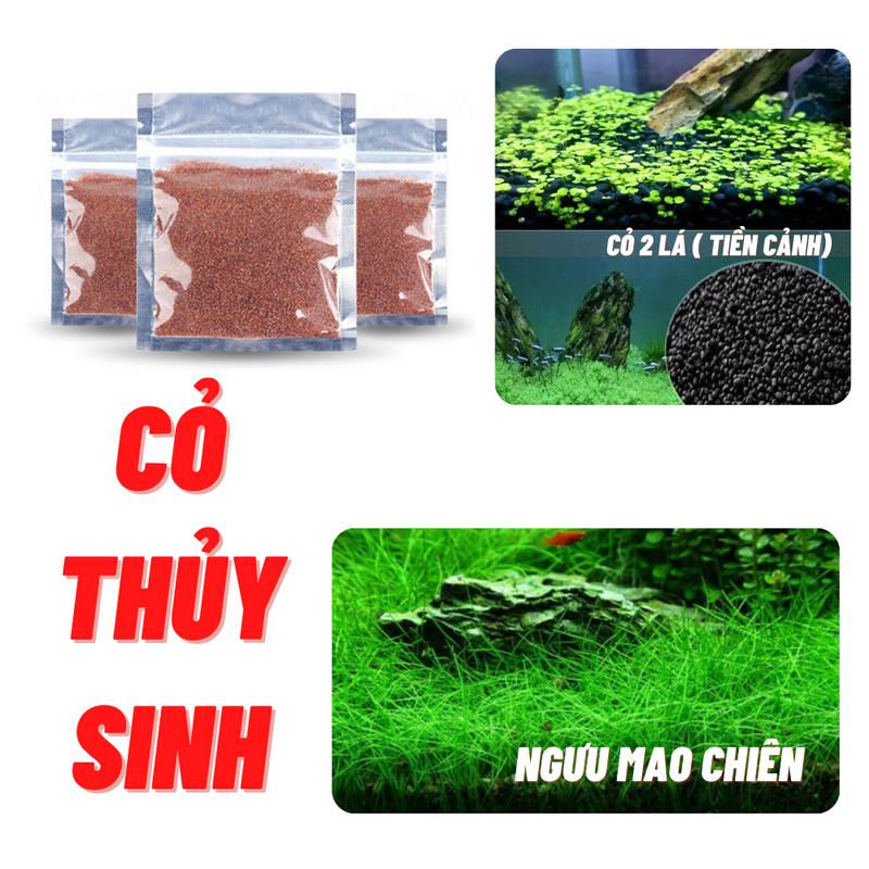 Hạt giống thủy sinh trồng cây thủy sinh