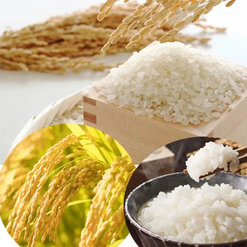 Hạt giống lúa nếp ngỗng năng suất cao túi 500g