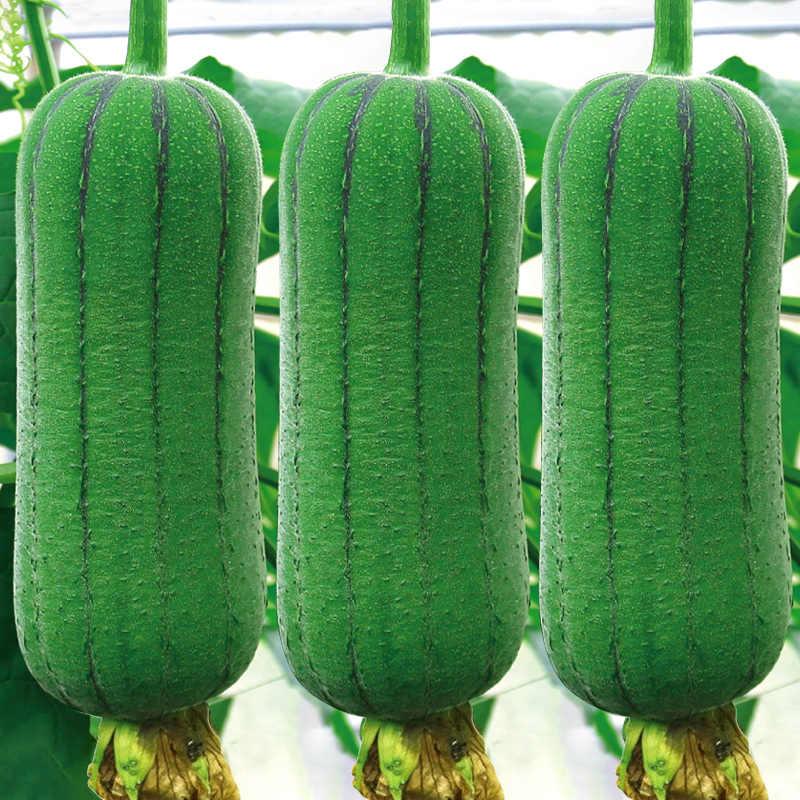 Hạt giống Mướp hương không hạt - 15 hạt - Trồng 4 mùa