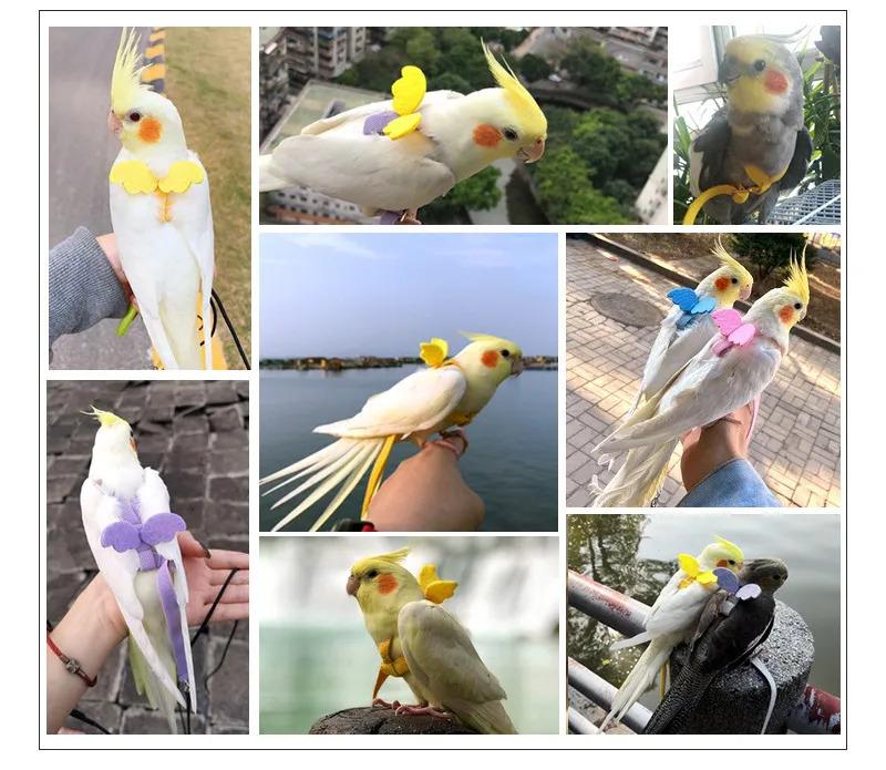 Product Introduction of Parrot Bird harness leash training rope anti bite flying traction straps portable outdoor adjustable soft band for pigeons macaw cockatiel 11