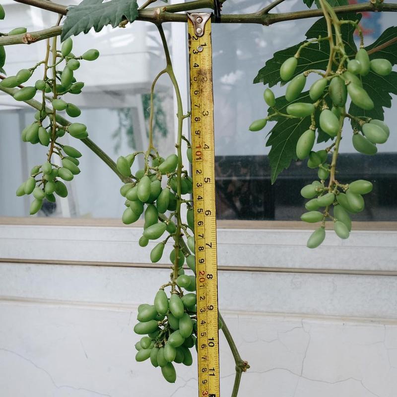 Hormon GA3 Mr. G untuk Tanaman Anggur - Pembesar Buah Anggur dan Giberlin Bunga - Brokoli, Food, Saus, Selai, Frozen, Tulang, Air, Berry, Etawa, Keranjang 6