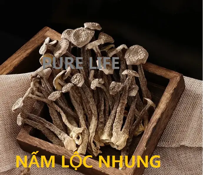 Nấm lộc nhung khô, thân mập không gãy, giòn ngọt 100g (nấu canh bổ dưỡng, thơm ngon) Thức Ăn