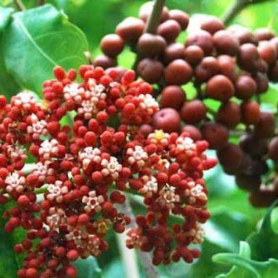 Cây gối hạc 1Kg khô hàng sạch, thơm ngon nguyên chất tốt cho xương khớp 3