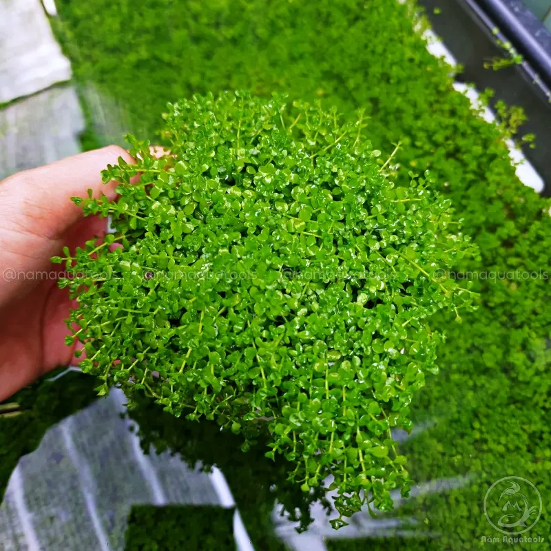 Cây Trân Châu Ngọc Trai - Cây thuỷ sinh tiền cảnh 2