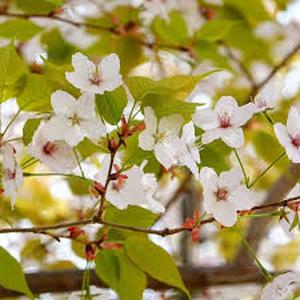 100granos Semillas CerezoDeOshima FloresBlancasCentroRosado ResistenteaClimasTemplados FácildeCultivar IdealparaJardínUrbanoJardinesPequeños
