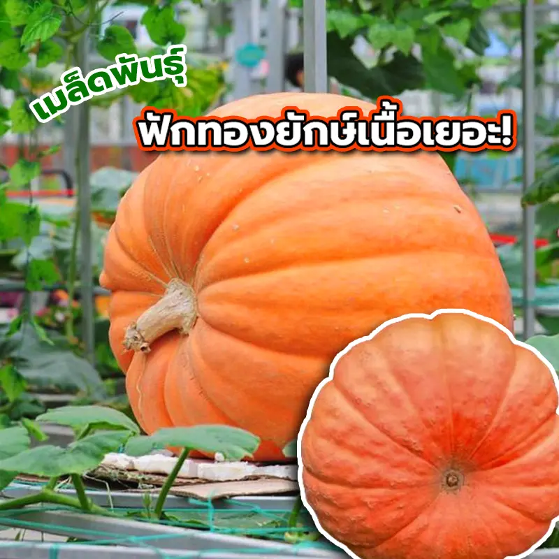 เมล็ดพันธุ์ฟักทองยักษ์ โครตใหญ่ ซองละ 2 g
