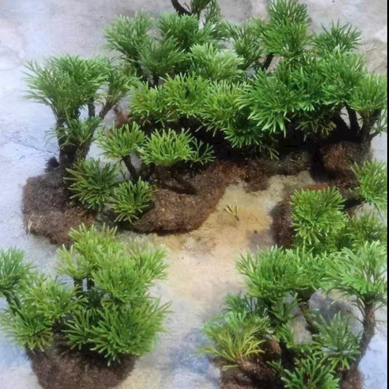 Trường Sinh Thảo Trồng Bonsai,Hòn Non Bộ,Tiểu Cảnh Sân Vườn,Bàn Làm Việc,Hồ Cá Koi …. 4