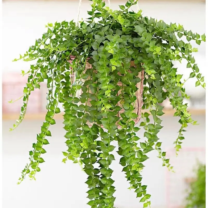 Cây Lan Tim - Decor siêu xinh, giá rẻ, dễ chăm sóc - |Vườn Như Ngọc| 3