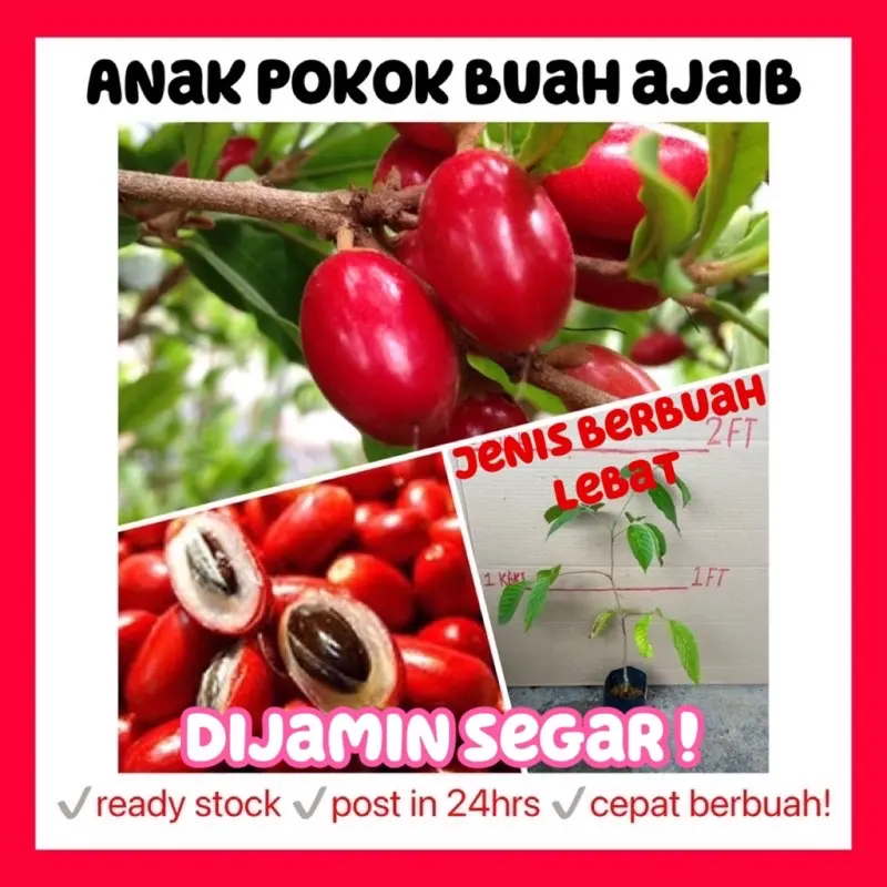 Rina • anak pokok ajaib • miracle berry fruit sapling fruits cepat berbuah lebat hybrid seribu manis