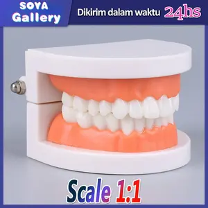 Patung Gigi  / Model Studi Gigi / Phantom Gigi / Dental Model Typodont / Peraga Gigi / Manekin Gigi Gusi Perawatan Merah Mulut