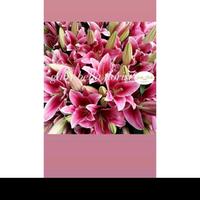 Gambar bunga Lily fresh lili casablanka lili putih lili pink single flower lili putih single flower lili pink - -, - dari Gaby Bella Florist Kota Administrasi Jakarta Selatan 1 Tokopedia