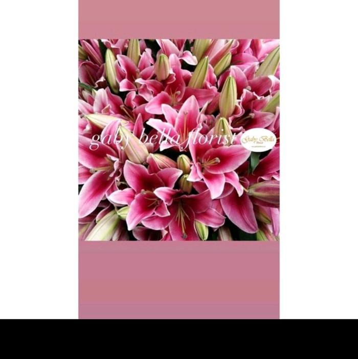 Gambar bunga Lily fresh lili casablanka lili putih lili pink single flower lili putih single flower lili pink - -, - dari Gaby Bella Florist Kota Administrasi Jakarta Selatan Tokopedia