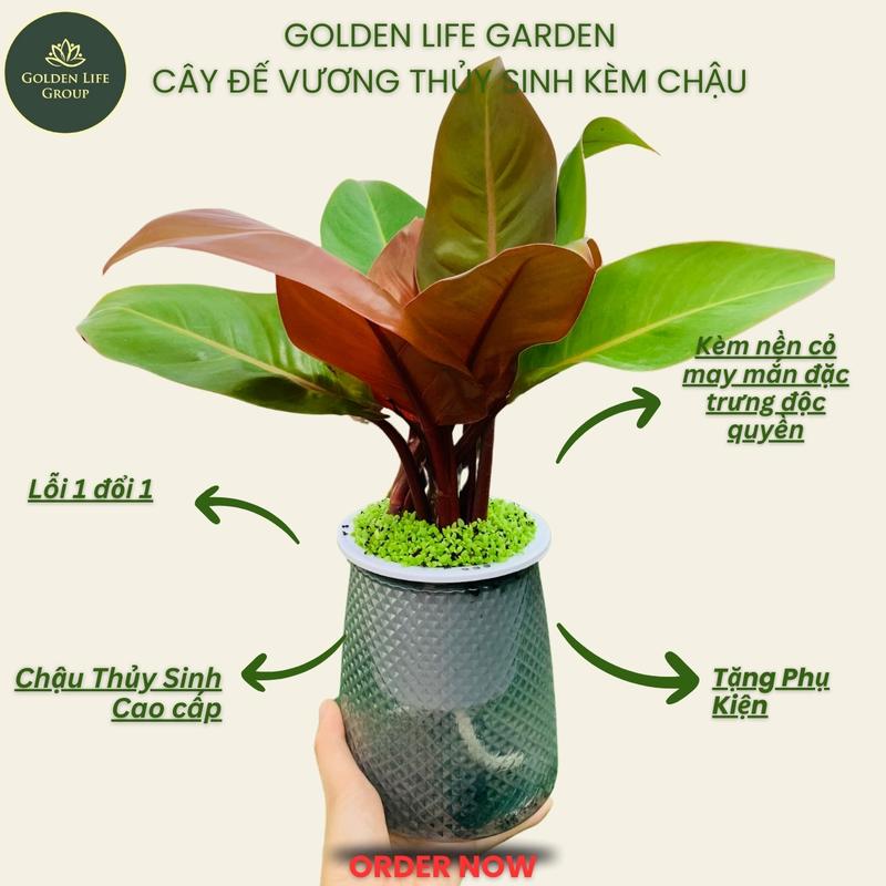 Cây đế vương cam thuỷ sinh chậu nhựa cứng - giao chậu ngẫu nhiên - Decor phòng Golden Life trang trí để bàn cây - phong thuỷ Golden Life