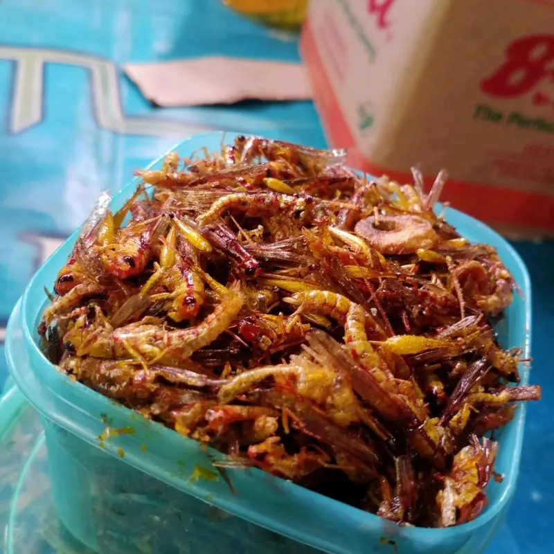 belalang goreng utis kecil kemasan toples kotak warna 3