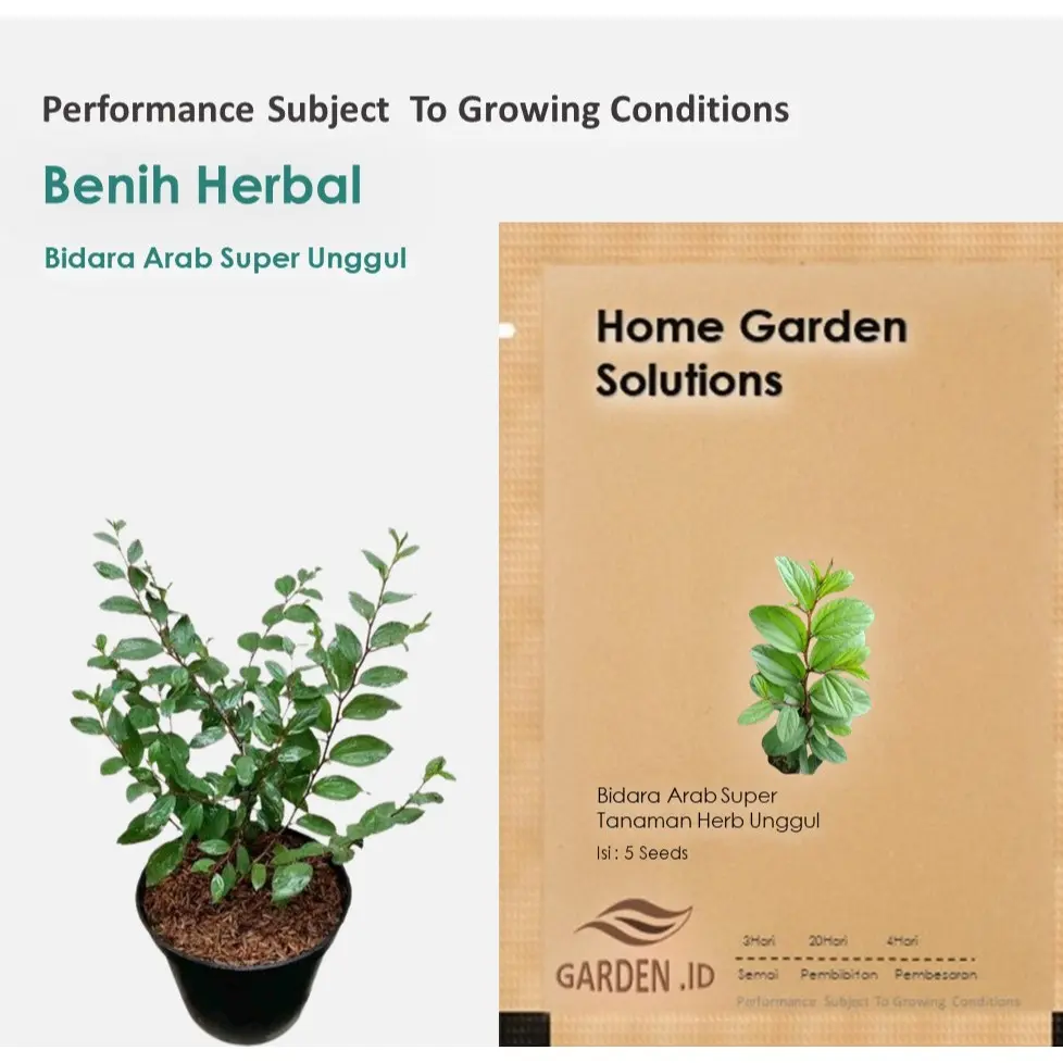 Benih Bibit Bidara Arab Super Tanaman Herb Unggul ( isi 10 Biji ) Daun Bawang