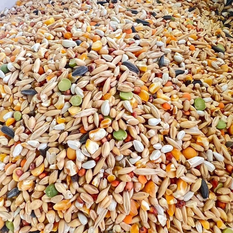 Ngũ cốc cho gà dạng hạt không cám Thương hiệu uy tín