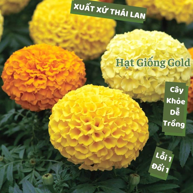  Hạt giống hoa vạn thọ Thái Lan thân cao nhiều màu giống cúc vạn thọ nảy mầm cao trồng tết dễ chăm sóc Hạt giống Gold 