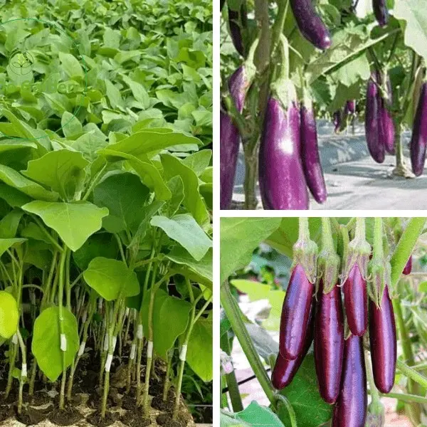cây giống 4  cây cà tím lớn xanh tốt 4