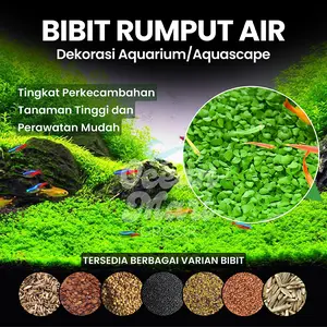 Bibit Tanaman Air Hias Biji Benih Akuarium Rumput Hidup Ornamen Dekorasi Aquascape Small Leaf Seed Carpet Grass Tumbuhan Aquarium