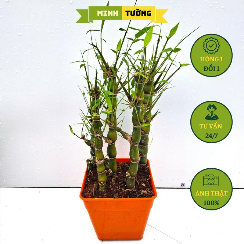 Cây Trúc Quan Âm - Cây Trúc Đùi Gà - Cây Tre Đùi Ếch, Cây Trúc Phật Bà- Cây Cảnh Sân Vườn - Cây Cảnh Trang Trí