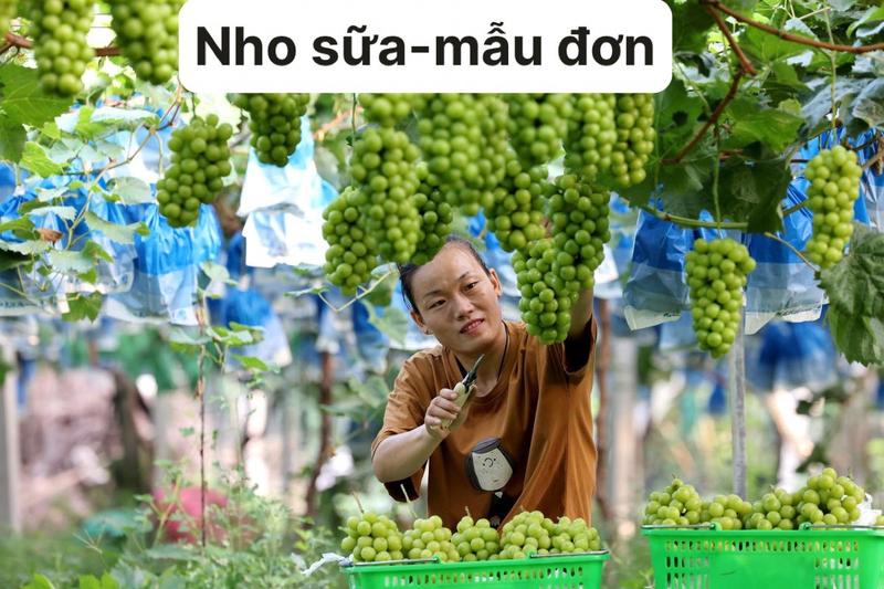 Product Introduction of Hai cây nho giống 1 kẹo 1 bailey 8