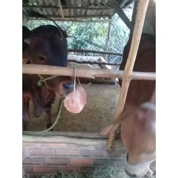 1 viên đá muối hồng Hymalaya chính hãng cho gia súc 2