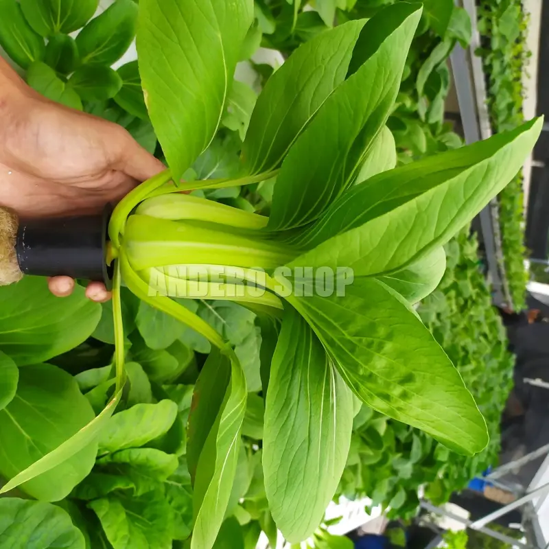 Nutrisi Hidroponik AB Mix Sayur Daun 1 Liter Paramudita Nutrient 4