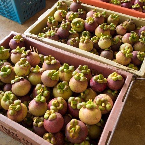 Pupuk organik cair 100ml / Pupuk Perangsang Buah Manggis / Paket Pupuk ZPT Buah Manggis / Pupuk Penyubur Manggis Pupuk Organik Booster Perangsang dan Pelebat Buah Manggis Serbuk Terbaik Agar Cepat Berbuah Lebat 3