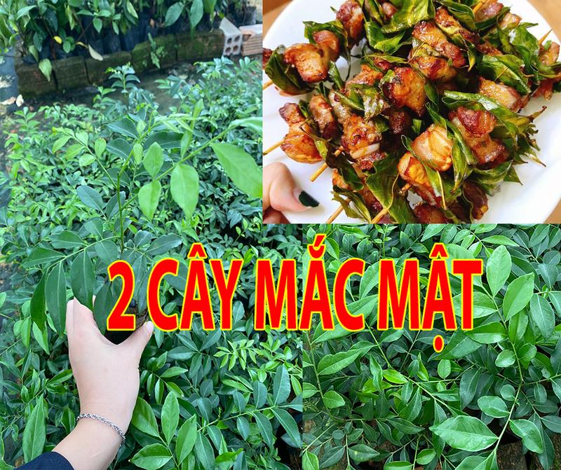 Combo 2 CÂY MẮC MẬT gia vị vạn năng trong NẤU ĂN Cay