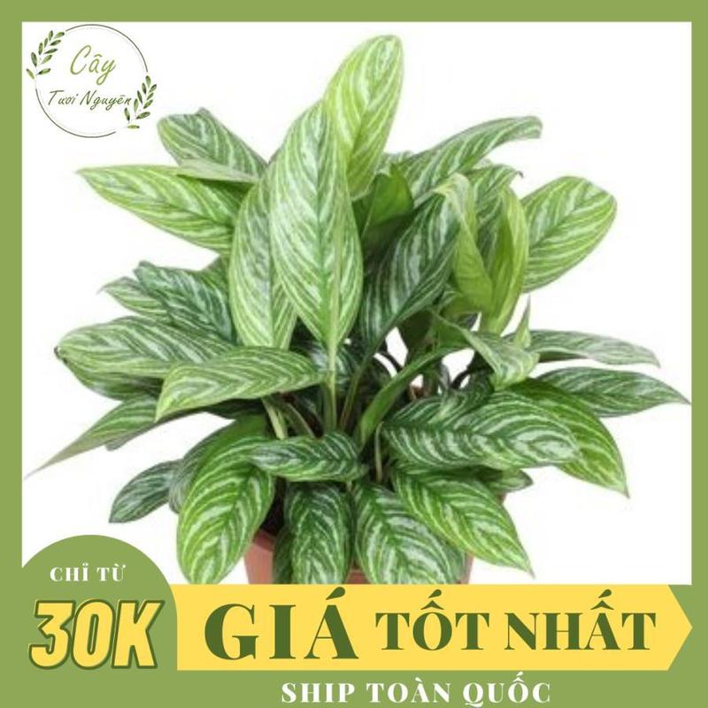 CÂY BẠCH MÃ HOÀNG TỬ ,(cao 30cm), phong thuỷ để bàn, lọc không khí, Cây Tươi Nguyên, giũ tà.i lộc, Decor Decor Phòng.