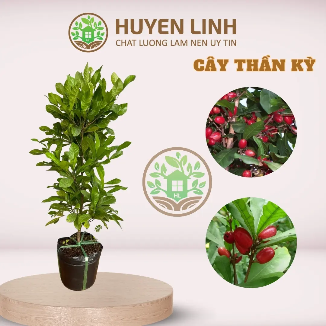 Cây Thần Kỳ, Cây Độc Lạ, Huyền Linh Garden