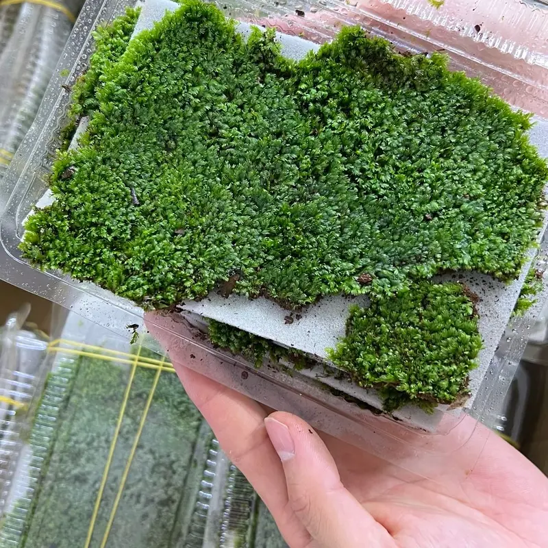 1 miếng lẻ Thảm Rêu - Rêu thảm Minifiss trải nền, trang trí hồ thuỷ sinh, không cần phân nền, không cần CO2 0
