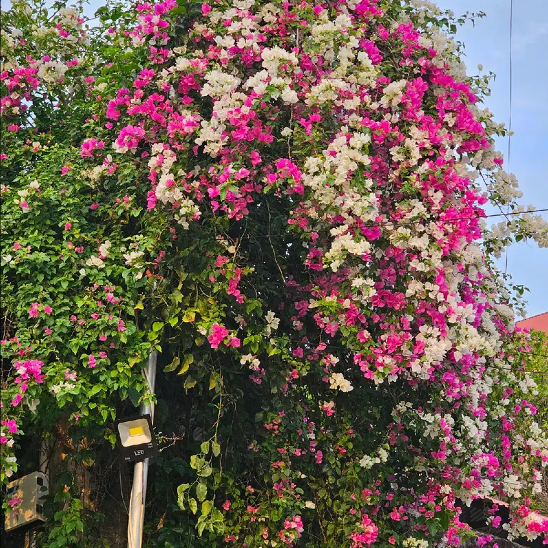 Phân Bón Hoa Giấy, Hữu Cơ, Giúp Thân Cứng Cáp, Tạo Tán, Ra Bông Nhiều, Hoa lên màu đẹp, Lâu Tàn ( bao 750g ) dùng tất cả các loại cây hoa, cây cảnh, cây bonsai 6