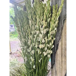 Terlaris bunga sedap malam 10 tangkai ukuran jumbo TERMURAH etalase baru