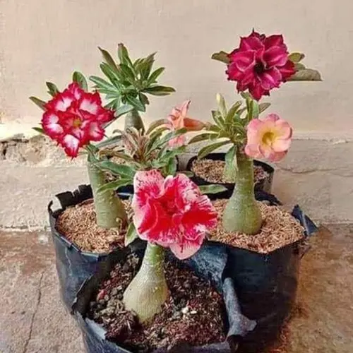 1 Benih Bibit Bunga Hias Adenium Obesum Mix Flower