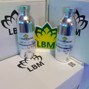 BIBIT PARFUM V.S.SCANDAL0US 250 ML SEGEL NON ALKOHOL Uniseks