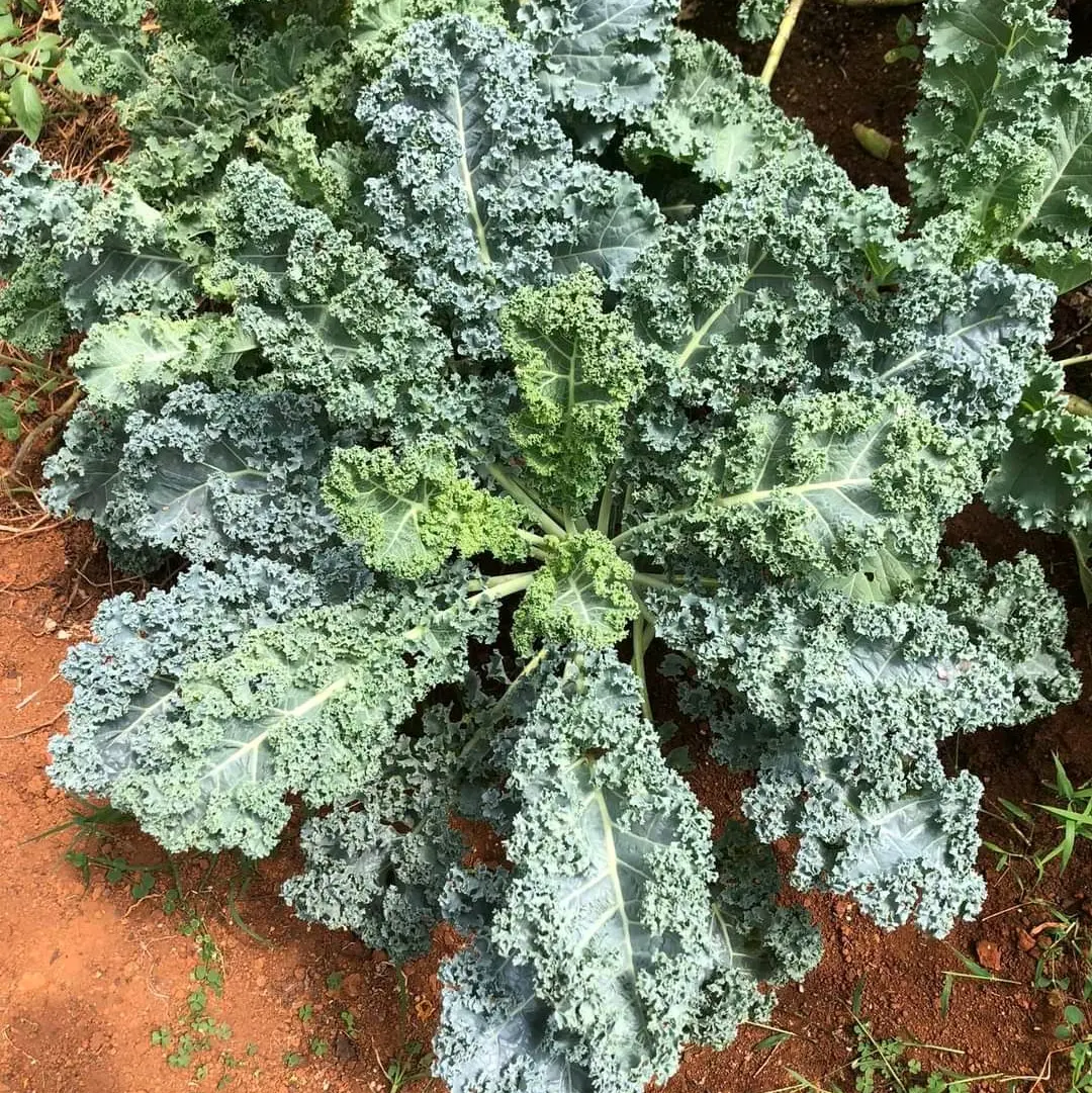 Hạt giống cải xoăn kale khổng lồ