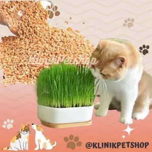 Cat Grass 50Gram - Benih Rumput Kucing Wheat Grass Sades gras Cat Grass