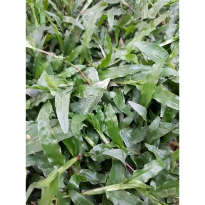 cỏ lá tre COMBO bao  2 mét vuông , dùng trang trí sân vườn , cho gia cầm ăn 4