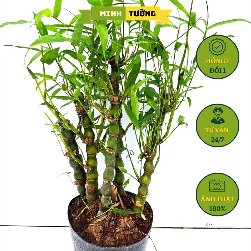 Cây Trúc Quan Âm (Chậu Đen) - Cây Trúc Phật Bà - Cây Tre Đùi Ếch - Cây Trúc Đùi Gà - Cây Cảnh Sân Vườn