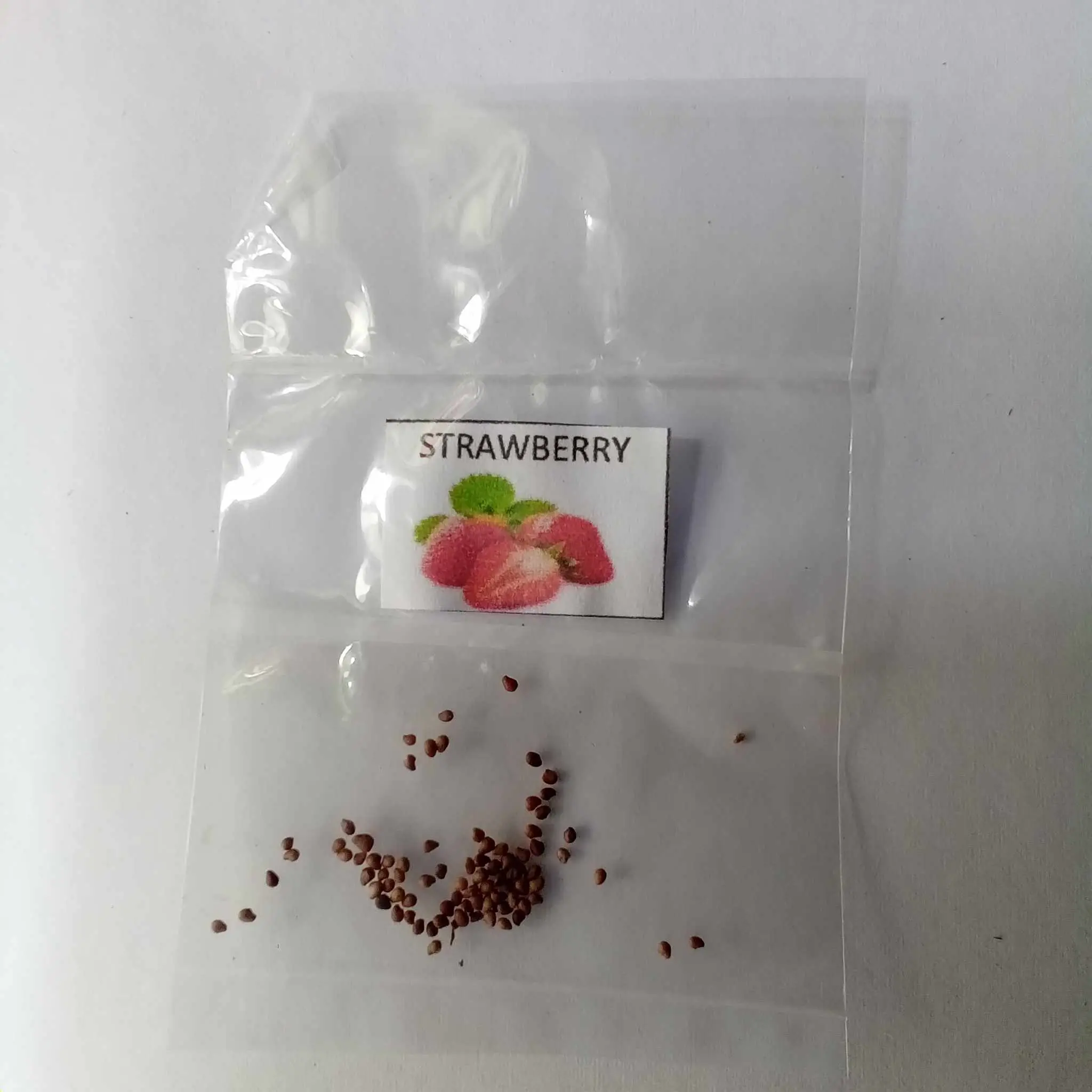 strawberry 20 seeds for planting