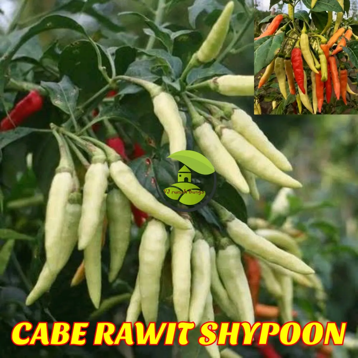 cabe shypoon