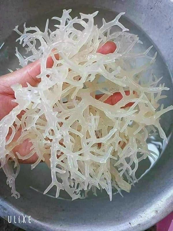 Product Introduction of Rong sụn biển tươi ngon tự nhiên - túi 500gr hoặc 1kg 6