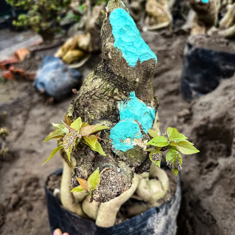 Keo Liền Sẹo Cao Cấp, Liền Sẹo Nhanh, Chống Nấm Bệnh Cho Cây Trồng, Cây Cảnh, Mai Vàng, Bonsai, Lan 3