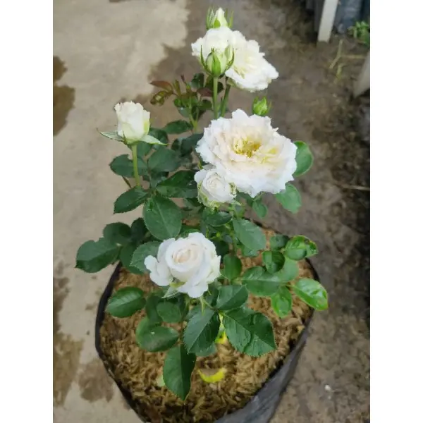promo BUNGA MAWAR FLORY PUTIH BUNGA BERCABANG Rasya flora