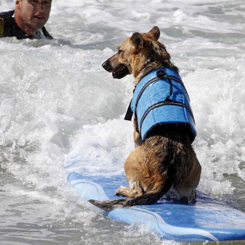 Product Introduction of XXS-XXL Dog Life Vest Summer Printed Pet Life Jacket Dog Safety Clothes Dogs Swimwear Pets Safety Swimming Suit Summer 8