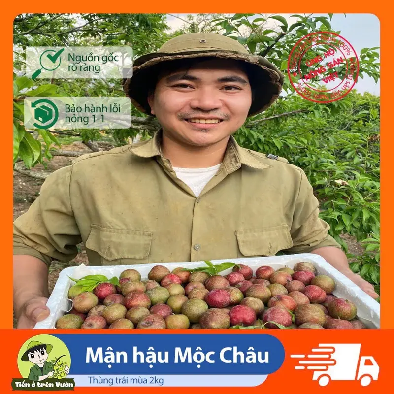 ( Thùng 2kg ) Mận Hậu Mộc Châu Trái Mùa - Nông Sản Nhà Tiến
